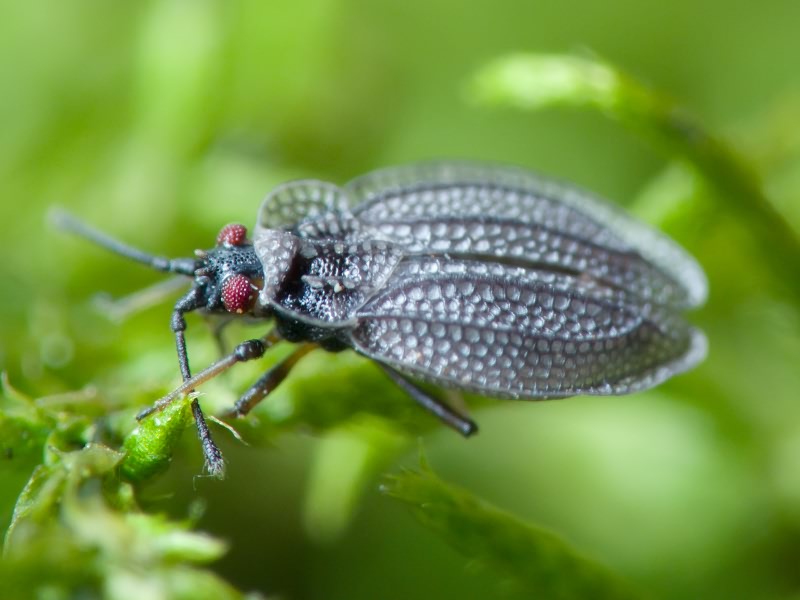 Acalypta marginata (Wolff, 1804)